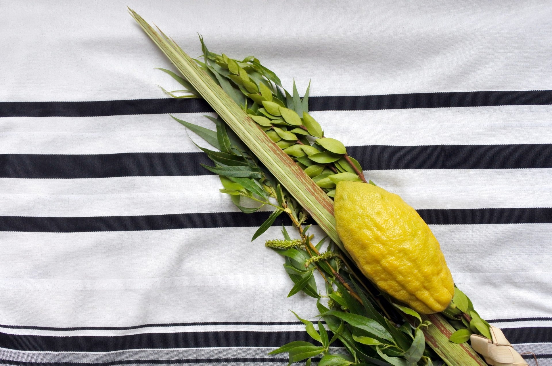 סט ארבעת המינים חב"ד - סיטונאות